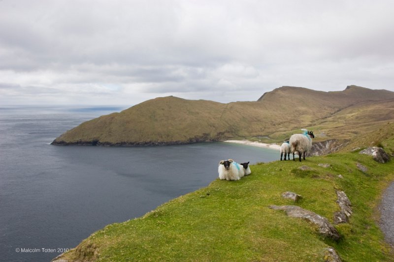 Sheep on the cliff near Keem Strand, Achill Island.jpg